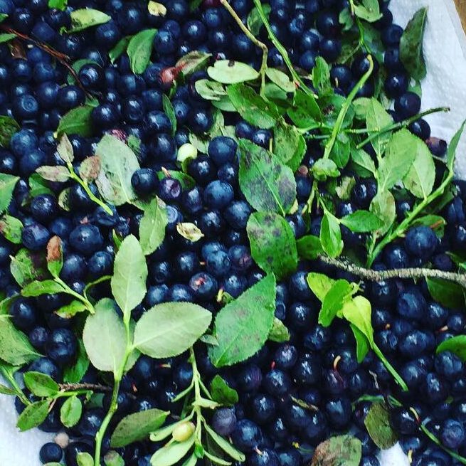 Eine Ansammlung von blauen Beeren und grünen Blättern auf einer weißen Unterlage.